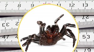 Giftigste Spinne der Welt: Forscher entdecken riesige, neue Art