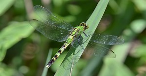 Green Darner Dragonfly - Learn About Nature