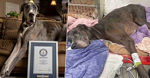 Grootste hond ter wereld gestorven aan kanker: Zeus werd maar 3 jaar