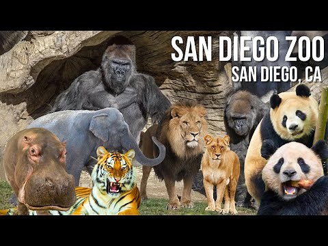 San Diego Zoo 4K Walking Tour | Virtual Wildlife Adventure with Pandas, Lions, Elephants & More!