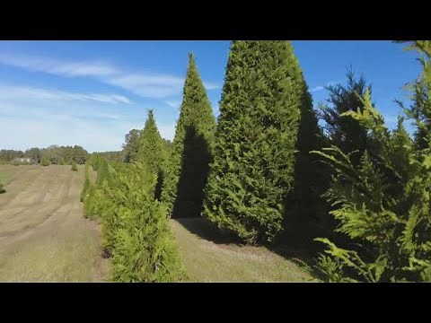 Christmas tree farm opens this holiday season