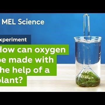 "Photosynthesis" experiment (How to make oxygen at home)