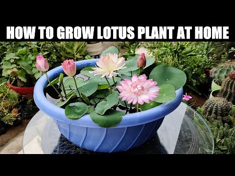 How To Grow Lotus Plant | FULL INFORMATION