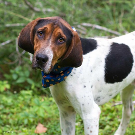 Adoptable Dogs | Priceless Pet Rescue