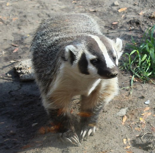 The Badger: Wisconsin's State Mammal  — Fox Run Environmental Education Center
