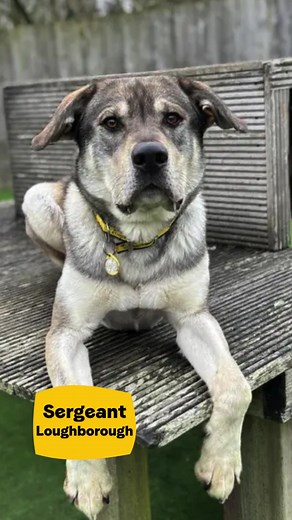 Meet some very special doggos from our Rehoming Centres waiting for their forever homes!💛 We look forward to helping you find your pawfect match. To start your application to adopt one of the dogs in our care, please visit https://www.dogstrust.org.uk/rehoming 🐾 | Dogs Trust
