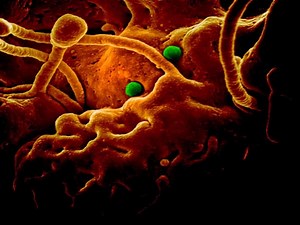 Indonesia Confirms Highest Daily Increase in Coronavirus Cases With 1,385 Infections