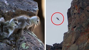 Barnacle goose jumping from 120 m high cliff 😱😱😱 ----------------------- 🐥🐥🐥 Lay the child on the high cliff to avoid dangerous enemies. But for the goose, it is not easy to jump from a 200m cliff 😰😰😰 | Baby Animals TV