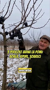 3 pericole iarna la pomi: boală, iepuri, șoareci ❄️🌳 Fructele uscate rămase în pom duc boala mai departe. Iepurii rod trunchiul. Sub zăpadă, șoarecii fac galerie. Eu curăț pomul, pun plasă sau crengi de brad și bat zăpada la bază. La prun iarna tai doar rupturile și ce se freacă. #gradinarit #livada #pomi #iarna #sfaturipractice | Secretele Gospodarului
