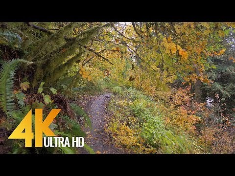 Autumn Forest Walk in 4K | 2.5 HRS Nature Video with Nature Sounds and Birds Singing