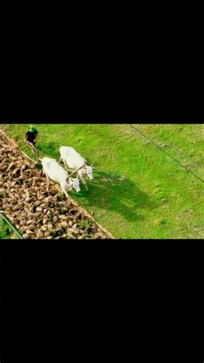 Traditional Cambodian Family Farming: A Quiet Life Rooted in the Land