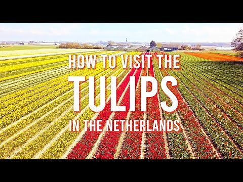 The Best Week to See Netherlands Tulip Fields Explode
