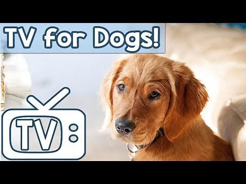 TV for Dogs to Watch and Relax to! Squirrels and Birds in the Grass Entertainment for Dogs!