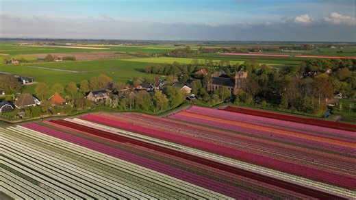 Drone Views of Amsterdam’s Canals, Dutch Windmills and Tulip Fields