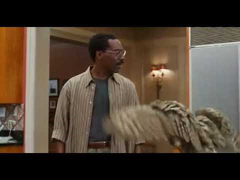 Dr dolittle 1998 animals scene