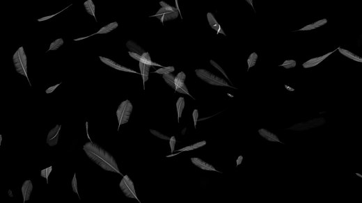 Falling feathers on a black background