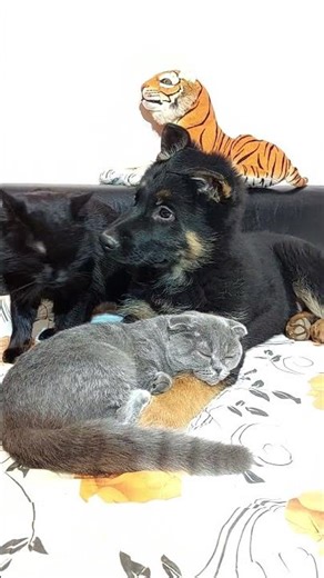 German shepherd Welcomes Two Kittens Like Crazy