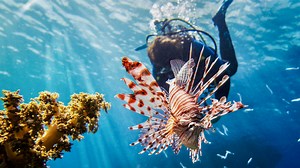 8 wild nature documentaries to watch now on NOVA