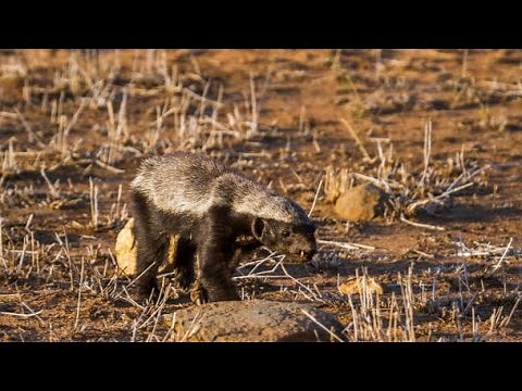 The most Badass Animal " The Honey Badger". Wildlife Documentary.