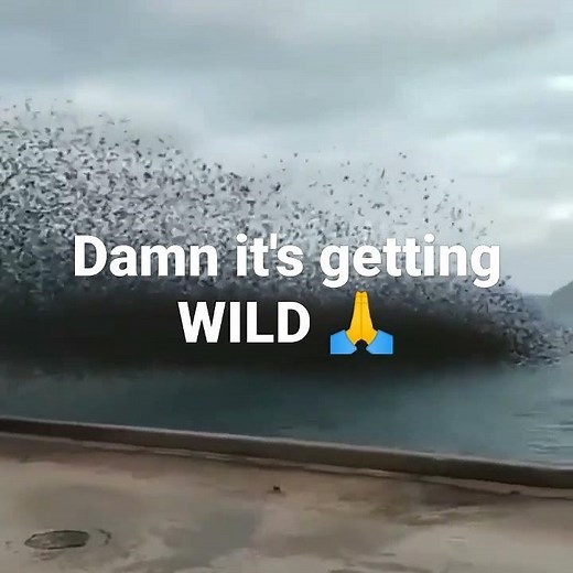 Hundreds of Birds FREE FALL out of the sky Caught on camera unbelievable
