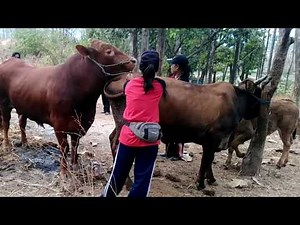 Real huge cow mating by woman