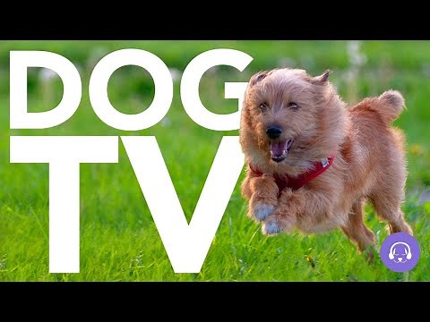 TV For Dogs: Interactive Dog TV | 20 Hours of Entertainment