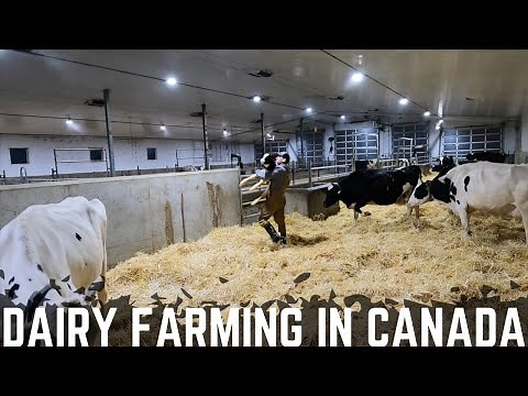 A Morning On The Dairy Farm!