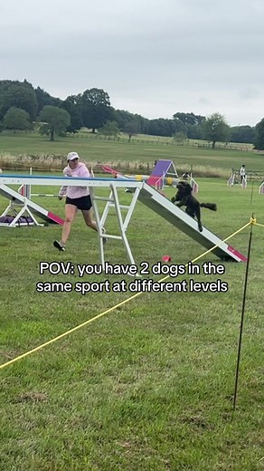 Training Two Dogs in Agility Sports Together