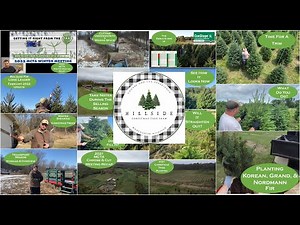 Step Into Hillside Christmas Tree Farm: Your Premier Hub for All Things Christmas Tree Farming.