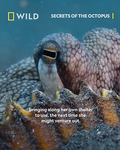 Octopuses are very intelligent and use a range of strategies to hide from predators, such as this octopus hiding in a shell. Produced by Academy Award® winner James Cameron and narrated by Paul Rudd, Secrets of the Octopus takes us under water into the amazing world of the Octopus. Uncover the Secrets of the Octopus, 22nd April from 8pm on National Geographic WILD UK. | National Geographic UK