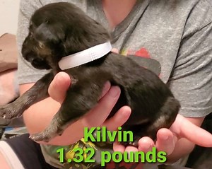 Lab Puppies for Sale | Labrador Retriever for Sale | Petclassifieds.com - petclassifieds