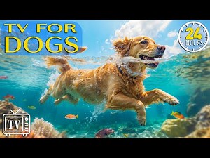 [LIVE] Dog TV: Anti-Anxiety Music for Dogs & Videos for Dogs to Prevent Boredom with Calming Music