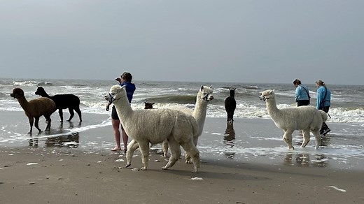 Nordseereport: Ferien in Zeeland – Sonne, Sand und ganz viel Meer