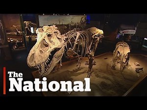 Dinosaur Museum Sneak Peek