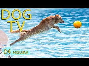 DOG TV: Video Soothe Anxiety & Entertain Dogs When Home Alone - Best Relax Music Collection for Dogs