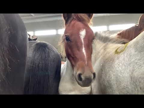 Swindon Horse Slaughter House