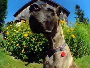 Baby Einstein Classics Season 1 Episode 1 - Animals Around Me