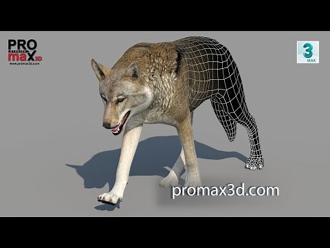 Animated Red Wolf 3D Model for Games, VR & CGI | PROmax3D