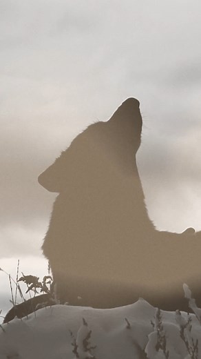 "Wolves Cry," out on January 27th 🐺 | Bryan Martin