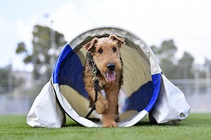 Tips for Getting Started in Dog Agility