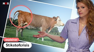 Hoe werd Nederland #2 in landbouwexport wereldwijd? En hoe werd de stikstofcrisis de keerzijde van dat succes? | NOS