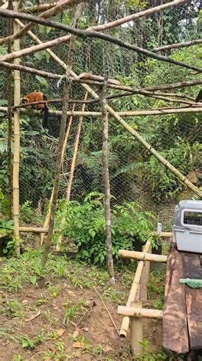 On vous donne des nouvelles d'Antongil Conservation et d'IMPACT Madagascar ! La semaine dernière les deux équipes étaient mobilisées sur le terrain pour la 4ème translocation de varis roux ! 🌳 Résultat de l'opération : ils ont pu capturer et déplacer dans la forêt de Farankaraina 2 individus : 2 mâles et 1 femelle !!! 🙌 Il y a donc maintenant 12 varis roux protégés dans la baie d'Antongil ! 🌿💚 On remercie nos collègues de Pairi Daiza, Chase Sanctuary and Wildlife Conservancy, 501-C, Zoo de L