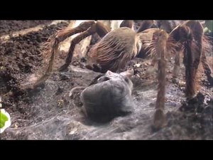 Die 10 gefährlichsten Spinnen der Welt