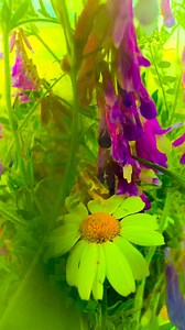 Przesuwa się powoli ...do przodu kwiat kwitnący przed okiem słońca... I wszystkich swata z pełnią lata- Pani Henryka Łazaj 💚 zachód słońca 🎼film własny | Elżbieta Mączka