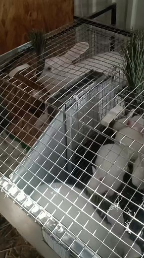 Cum credeți este bine să dai la iepuri pe timp de iarnă crenguțe de brad? #iepuri #mancare #ierna | Casa Fermierului