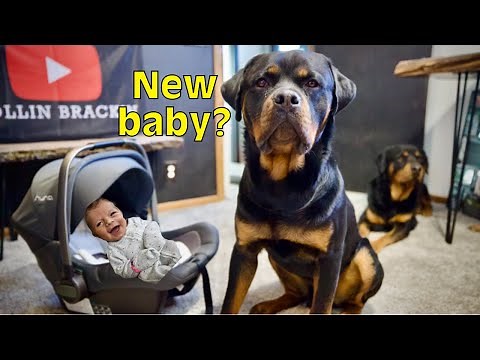 Rottweiler Gets Newborn! Family Birth Video!