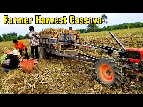 Harvesting Cassava Using Tractor in Rural Cambodia | Real Farming Life