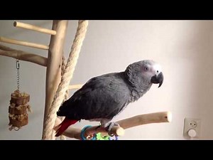 Ramsy pratende papegaai