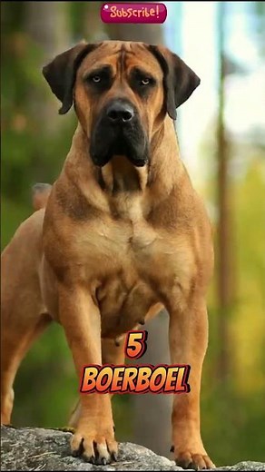 Top 10 Strongest Dog in the world