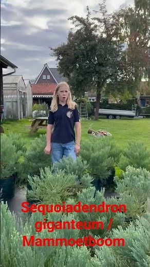 sequoiadendron giganteum bomen van 50cm: grootste boom 🌲 ter wereld! #garden #mammutbaum # sequoia